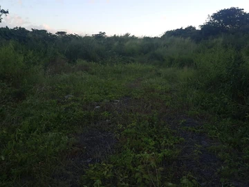 Land