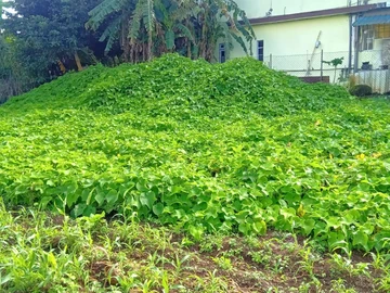 Residential Land