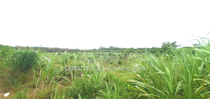 Agricultural Land for Sale in Beau Climat, South – Prime Plot for Cultivation!