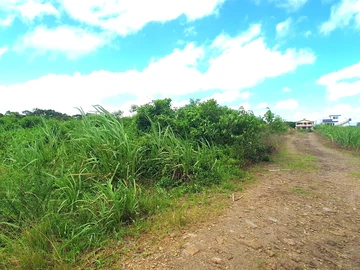 Agricultural Land