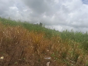 Commercial Land