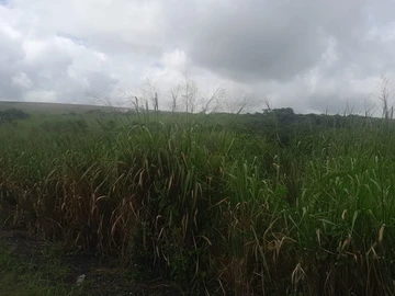 Land