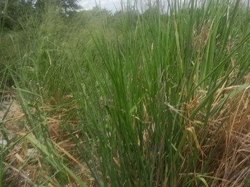 Commercial Land