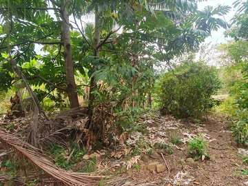 Agricultural Land