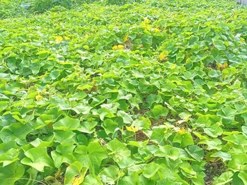 Residential Land