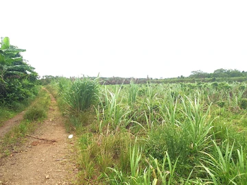 Agricultural Land