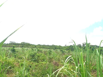 Agricultural Land
