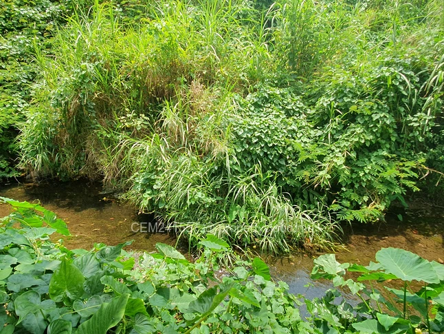 Commercial land - 130 perches for sale in Long Mountain
