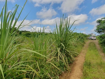 Agricultural Land