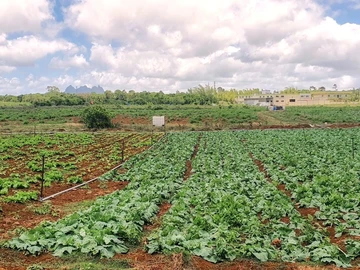 Commercial Land